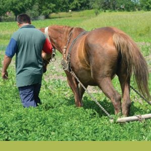 Roma-Projekte in der Ukraine