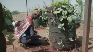 Kenianische Frau pflegt ihren Sackgarten.